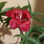 Hibiscus coccineus ফুল