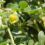 Kallstroemia californica عادت