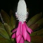 Aechmea mariae-reginae Blüte