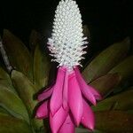 Aechmea mariae-reginae 花