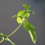 Galinsoga parviflora Blatt