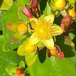 Hypericum × inodorum Blüte