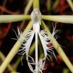 Epidendrum ciliare Flower