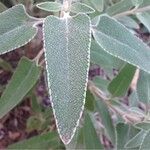 Phlomis purpurea Leaf