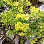 Euphorbia cyparissias 其他