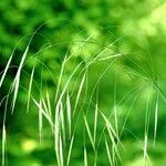 Bromus sterilis Natur