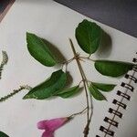 Fridericia chica Hoja