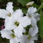 Cardamine heptaphylla फूल
