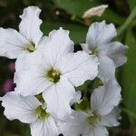 Cardamine heptaphylla പുഷ്പം