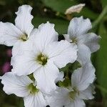 Cardamine heptaphylla Flower