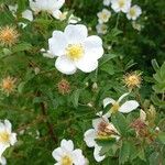 Rosa spinosissima Flors
