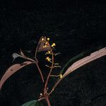 Miconia punctata Ffrwyth