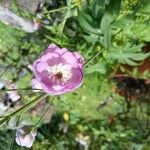 Delphinium elatumÕis