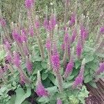 Teucrium hircanicum Flower