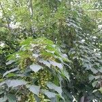 Acer davidii आदत