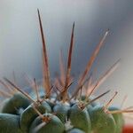 Thelocactus rinconensis Corteza