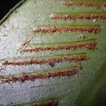 Asplenium subintegrum Лист