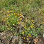 Emilia discifolia 整株植物
