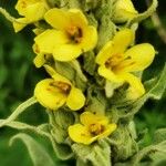 Verbascum thapsus Blodyn