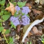 Conoclinium coelestinum Blüte