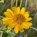 Wyethia angustifolia Flower