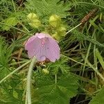Malva alcea Flower