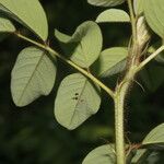 Indigofera hirsuta Hoja