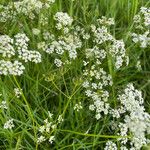 Conopodium majus Fruit