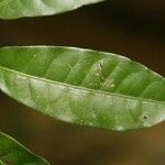 Cheiloclinium cognatum Frunză