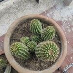 Echinopsis schickendantzii Hoja