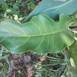 Anthurium hookeri Feuille