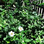 Anemone hupehensis Habitus