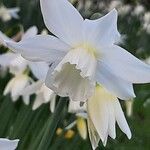 Narcissus triandrus Květ