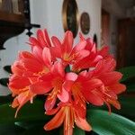 Clivia × cyrtanthiflora Flower