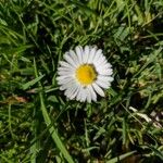 Bellis perennisÇiçek