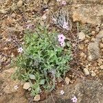 Otomeria oculata Λουλούδι