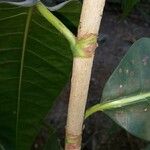 Coccoloba swartzii 樹皮