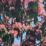 Albizia julibrissinFolha