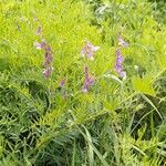 Vicia tenuifoliaŽiedas