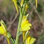 Linaria genistifolia Květ