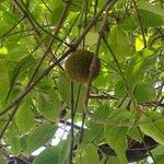 Neolamarckia cadamba Fruit