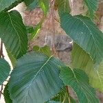 Betula utilis Leaf