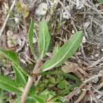 Oenothera drummondii Ліст