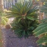 Cycas revolutaFulla