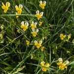 Viola luteaFlower