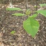 Callicarpa americanaList