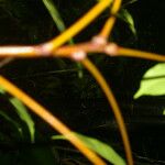 Simaba polyphylla Bark