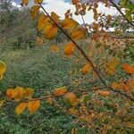 Betula medwediewii Hoja
