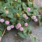 Persicaria capitata Flower