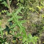 Echinops sphaerocephalus Levél